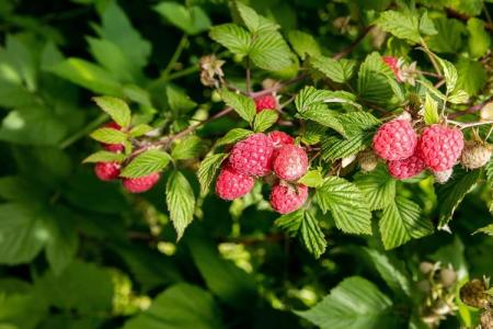 Why do raspberry leaves turn yellow and dry