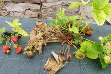 Why strawberry leaves turn yellow and dry