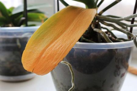 Why do orchid leaves turn yellow: what to do?