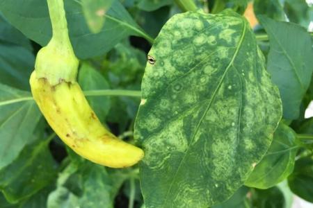 Why pepper leaves turn yellow and dry