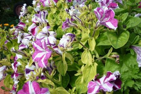 Why petunia leaves turn yellow and dry