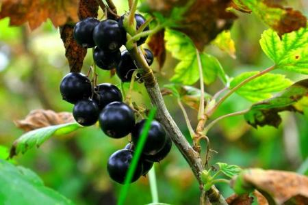 Why currant leaves turn yellow and dry