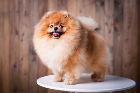 Pomeranian: popis a starostlivosť o plemeno (60 fotografií)