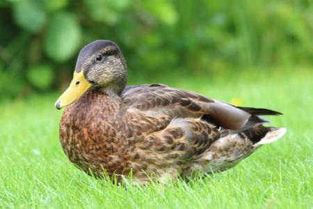 Duck breeds: names and photos (catalog)