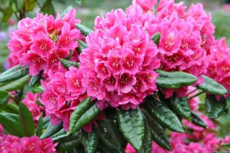 Rhododendron (70 fotografií): typy a vlastnosti starostlivosti