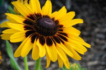 Rudbeckia (60 photos): varieties and proper care