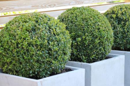 Boxwood (75 photos): planting and proper care