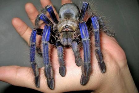 Top 10 largest spiders in the world