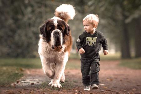 Top 20 des plus gros chiens du monde