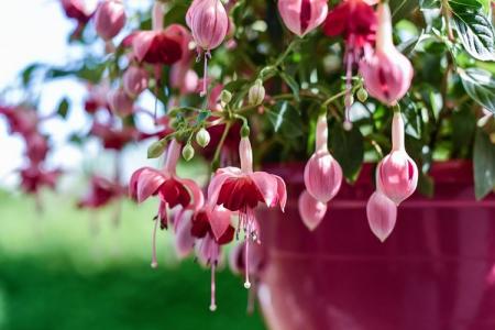 The most beautiful flowers in the world: 30 photos with names