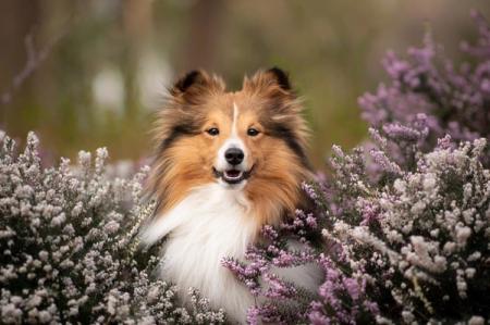 The most beautiful dog breeds: names and photos (catalog)