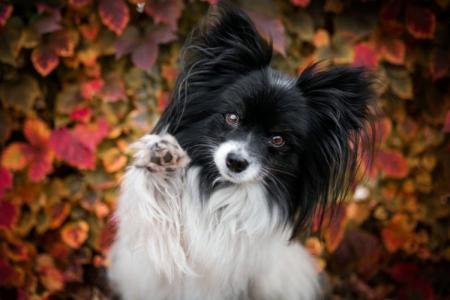 Top 20 des plus petits chiens du monde