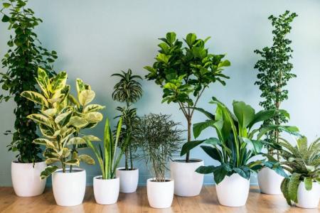 The most unpretentious indoor plants: photos and names (catalog)