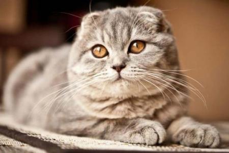 Chats Scottish Fold: description, caractère et soins