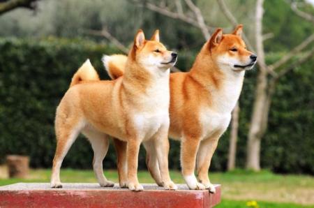 Shiba Inu: popis plemena, charakteru a starostlivosti (60 fotografií)