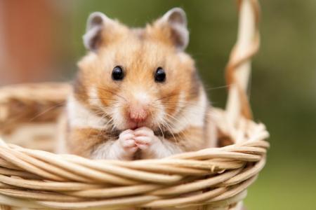 How long hamsters live and how you can extend their life