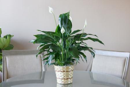 Spathiphyllum (60 photos): types et caractéristiques des soins