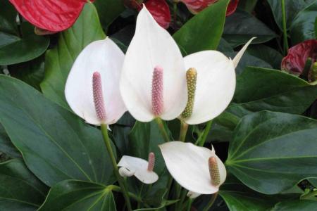 Spathiphyllum: home care, reproduction and transplant