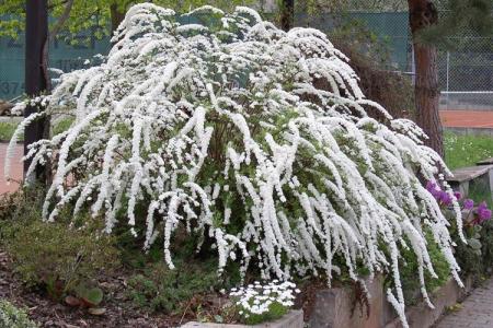 Spirea (80 fotografií): druhy, starostlivosť a popis kríka