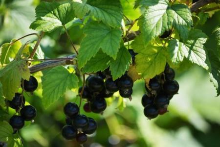 Aphids on currants: how to fight, how to process