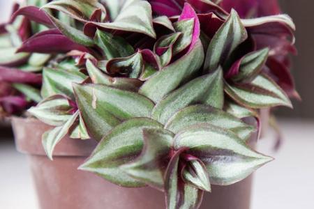 Tradescantia (60 photos): types et caractéristiques des soins