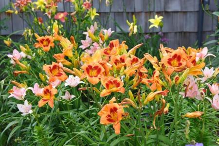 Types and varieties of daylily: photos, names and descriptions