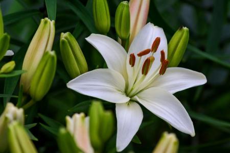 Types and varieties of lilies: photos, names and descriptions