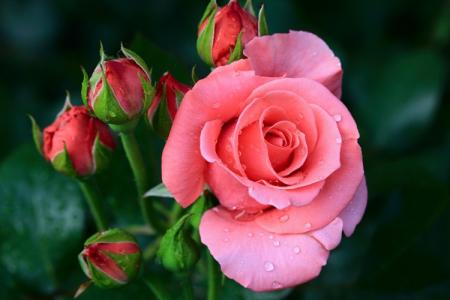 Types and varieties of roses: photos, names and descriptions (catalog)