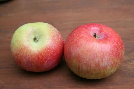 Apple-tree Candy: variety description, care and planting