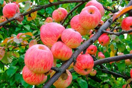 Pommier Melba: description de la variété, entretien et plantation