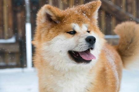 Japanese dog breeds: names and photos (catalog)