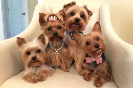 Yorkshire Terrier: description, caractère et soins