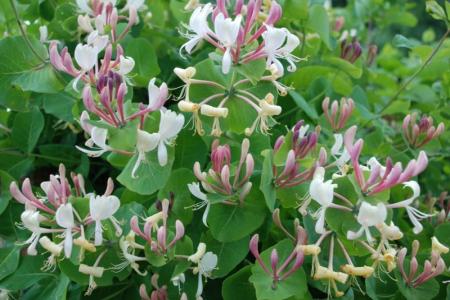 Honeysuckle (80 photos): types, cultivation and care